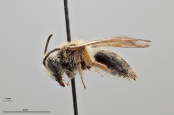 Media type: image;   Entomology 770363 Aspect: habitus lateral view
